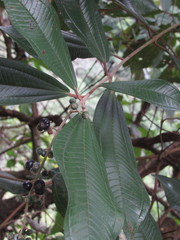 Miconia carassana