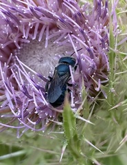Osmia chalybea