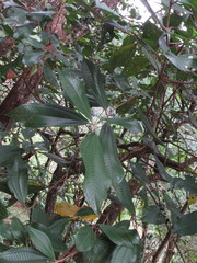 Miconia carassana