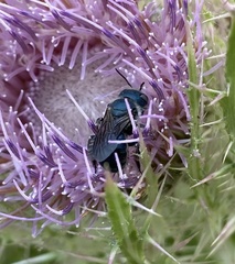 Osmia chalybea