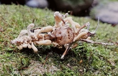 Beauveria locustiphila