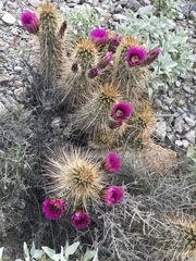 Echinocereus engelmannii engelmannii