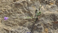 Campanula scheuchzeri
