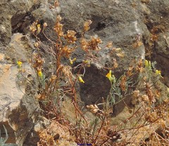 Linaria badali