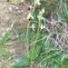 Ophrys bornmuelleri grandiflora - Photo Sem direitos reservados, uploaded by Quentin Groom