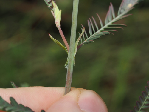 Aeschynomene indica, photograph 6