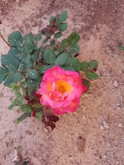 Rosa