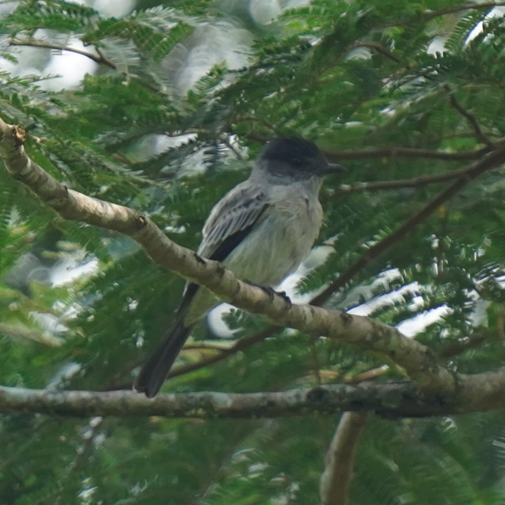 Sibilant Sirystes (Sirystes sibilator), photo 1