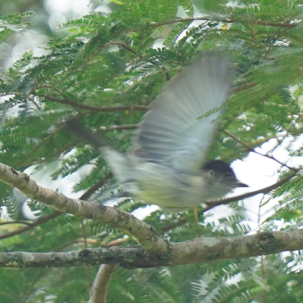 Sibilant Sirystes (Sirystes sibilator), photo 2