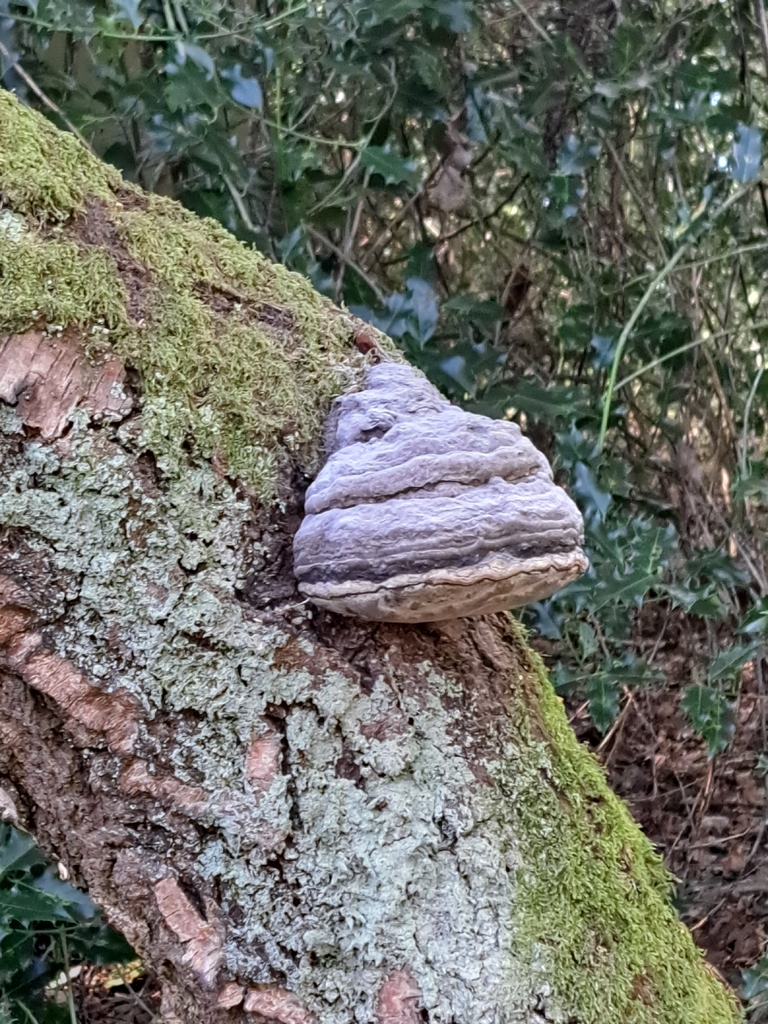 Fomes fomentarius · April 2026 · photo: © peter14916 (iNaturalist, cc0)