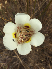 Calochortus superbus