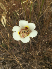 Calochortus superbus