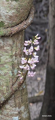 Derris trifoliata