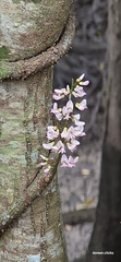 Derris trifoliata