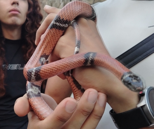 West Mexican Milksnake