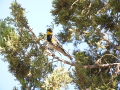 Setophaga coronata