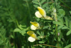 Vicia hybrida