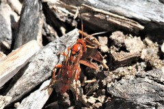 Spilichneumon