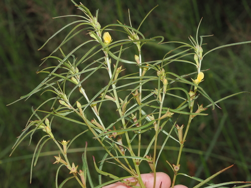 Ludwigia perennis observed 2026-04-17