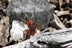 Spilichneumon