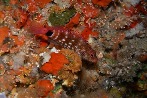 Cirrhitops hubbardi observed 2026-04-22