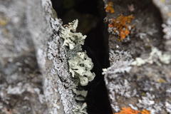 Ramalina obtusata