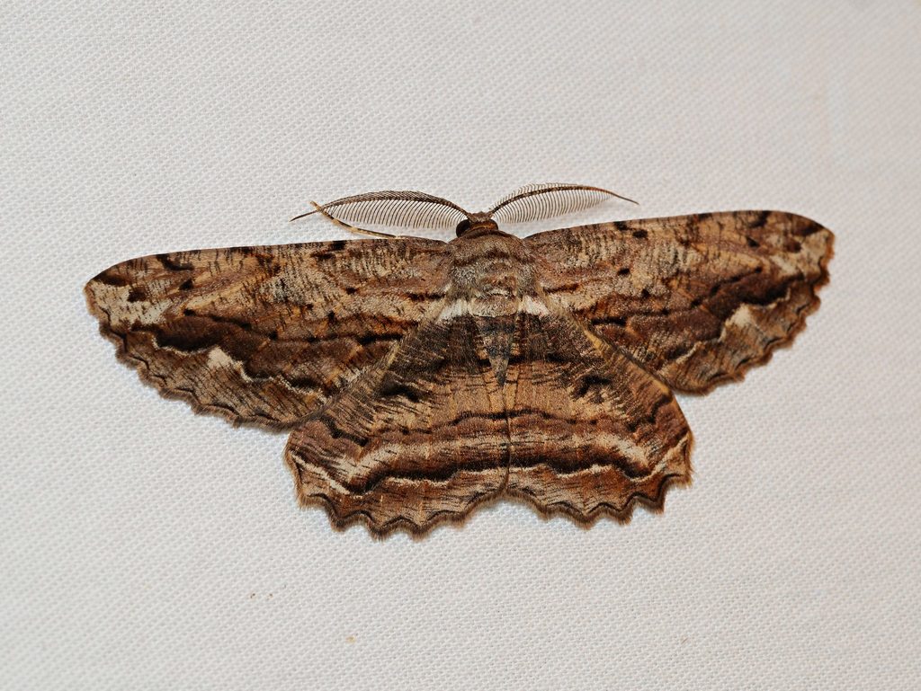 white-patch bark moth
