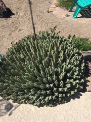 Euphorbia resinifera