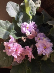 Streptocarpus ionanthus