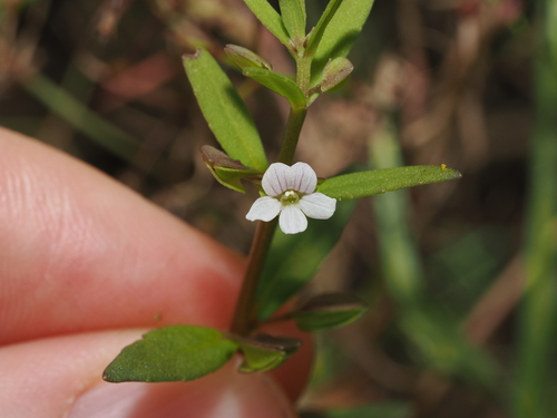 Bacopa floribunda observed 2026-04-17