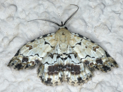 Sandava scitisignata