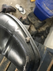 Eutyrhinus squamiger