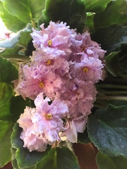 Streptocarpus ionanthus