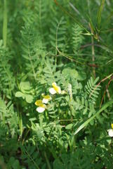 Vicia hybrida