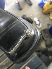 Eutyrhinus squamiger