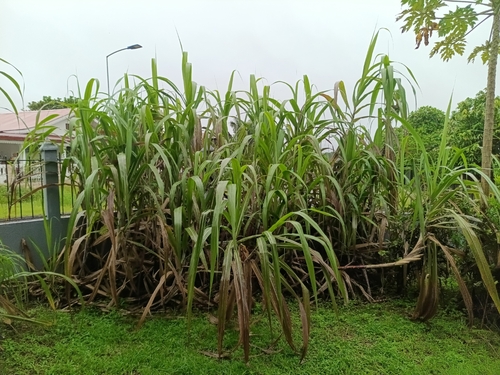 Sugarcane
