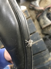 Eutyrhinus squamiger