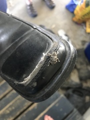 Eutyrhinus squamiger