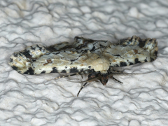 Sandava scitisignata