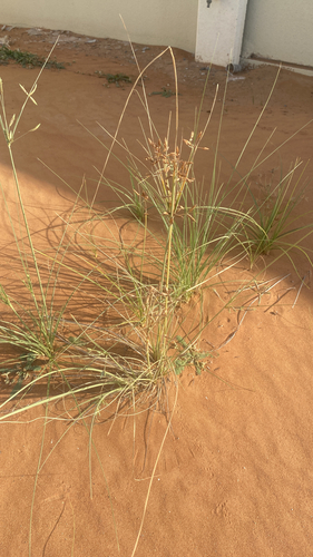 Cyperus conglomeratus