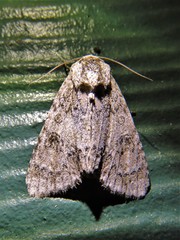 Acronicta rubricoma