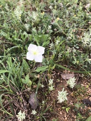 Oenothera tetraptera