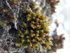 Ulota crispula