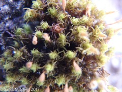 Ulota crispula