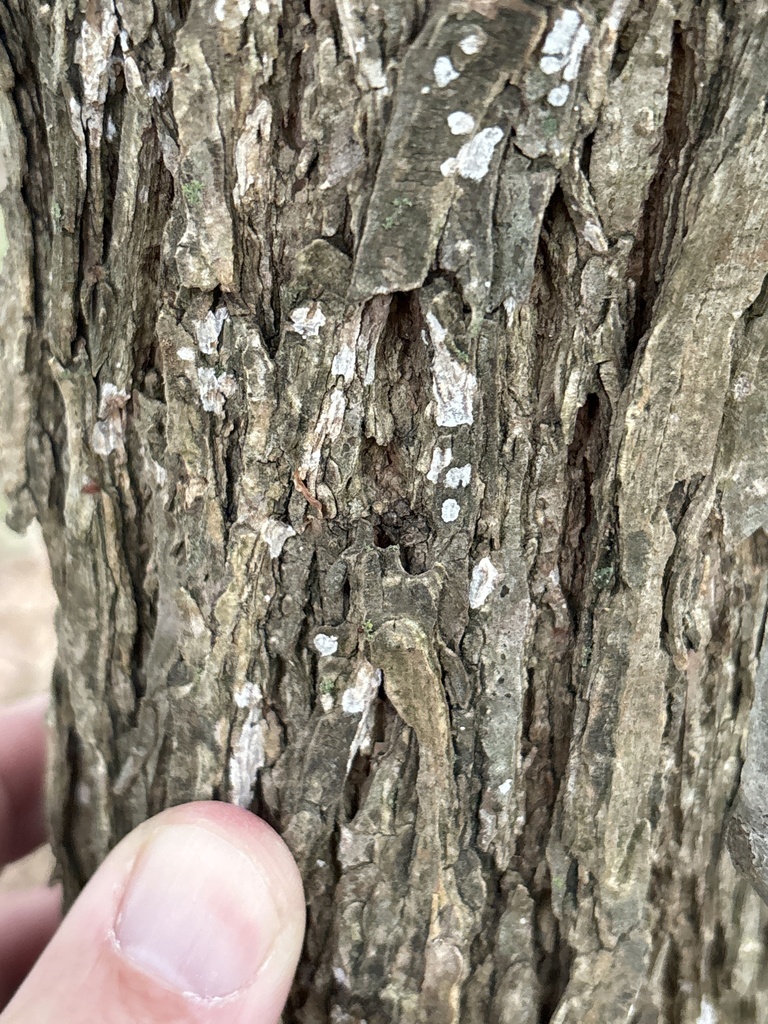 Dendrothele jacobi · April 2026 · photo: © sambiology (iNaturalist, cc-by)