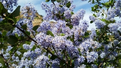 Ceanothus oliganthus
