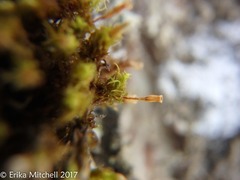 Ulota crispula