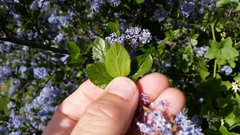 Ceanothus oliganthus