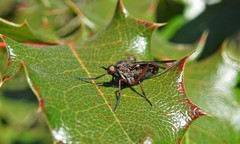 Diptera