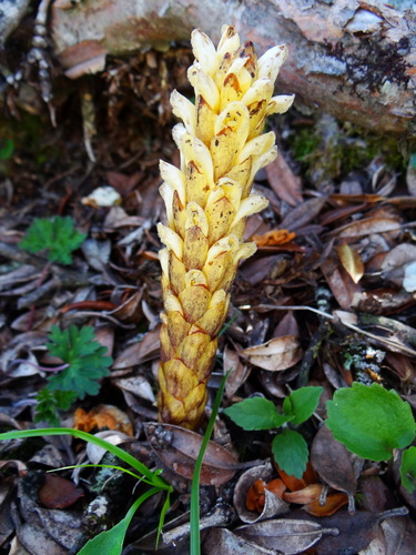 Image of Xylanche himalaica by (c) 呂一起(Lu i-chi), some rights reserved (CC BY)